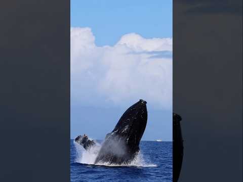 Slow motion Humpback Whale breach! #humpbackwhale #whale #shorts