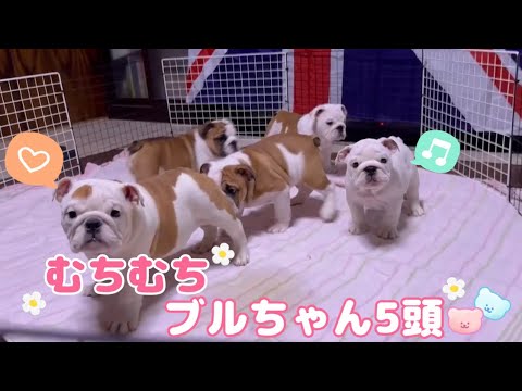 【ブルドッグ】　ブル好きさん必見！ブルドッグの子犬5頭お見せします🐶🩷　　看板犬アイリスちゃんも途中参加です💪