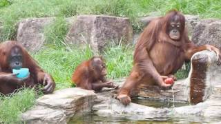 暑い日は水遊び・オランウータン