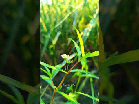 ঘাসফুলের সৌন্দর্য সুবহানাল্লাহ #zoo #flowers #flower