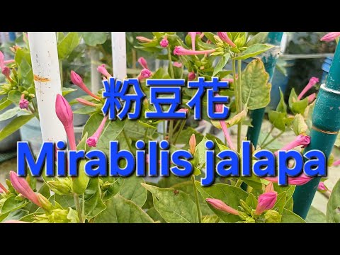 粉豆花 Mirabilis jalapa