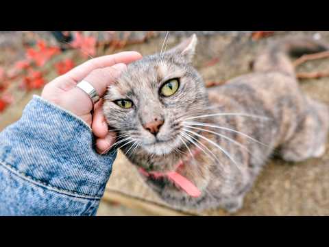 Crazy Cat Goes to Church