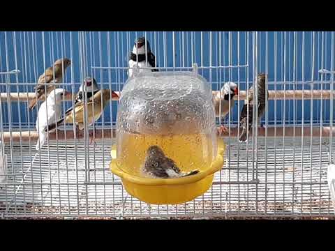 Mixed exotic finches having a nice bath 🥰 | păsărelele la scăldat !