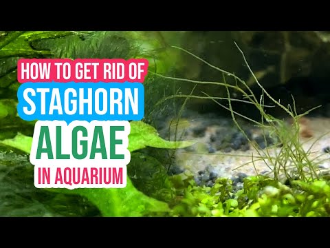 🚫 How to Get Rid of Staghorn Algae in Your Aquarium ☘️🐠