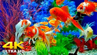 Aquarium 4K VIDEO (ULTRA HD) 🐠 Beautiful Relaxing Coral Reef Fish - Relaxing Sleep Meditation Music