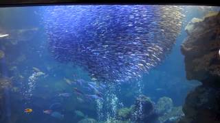 イワシのトルネード 京都水族館【公式】