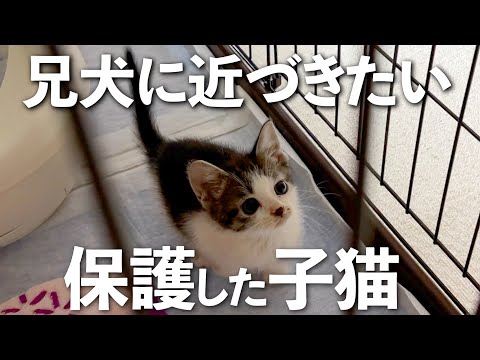 【保護猫】子猫と兄犬の距離が縮まった8日目9日目の記録｜子猫保護｜犬と猫