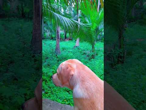 enjoyed weather 😄 #doglover #lablove #ytshorts #labrador