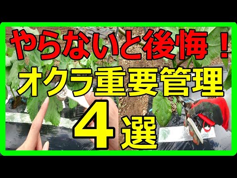 オクラ栽培で絶対に知っておくべき！肥料・水やり・害虫・強風対策！重要な管理作業4選