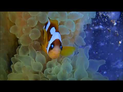 人工紅海流金雙帶小丑Spotcinctus Clownfish（Captive-Bred） use2K