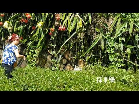 Taiwan Alishan 阿里山石棹【茶農日常】