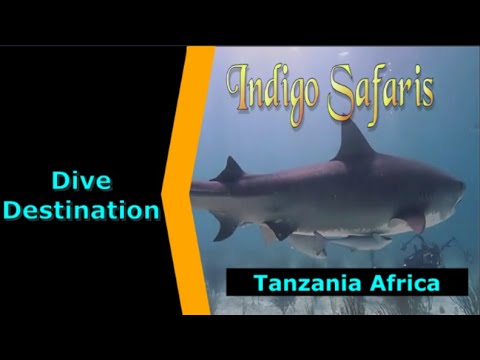 Diving Tanzania,Africa,Indigo Safari,Destination Spotlight for Scuba.Digital The #1 Online Dive Show