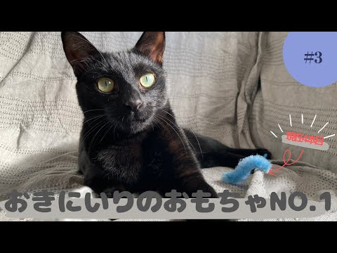 お気に入りのおもちゃで遊ぶねこたち