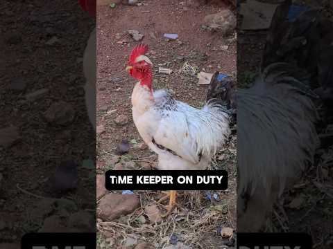 Tìme keeper on duty #timemanagement #time #domesticbirds #rooster #roostersfx #roosterbreeds