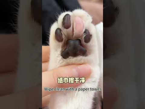 Paw-sitively Clean: The Fun Way to Pamper Your Pet's Paws!