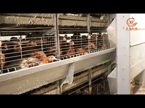 H Type Pullet Automatic Day Old Chick Battery Chicks Brooding Cages with Manure Removal Equipment