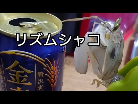 リズムシャコパンチ😺〜どれもシャコパンチ〜#shorts