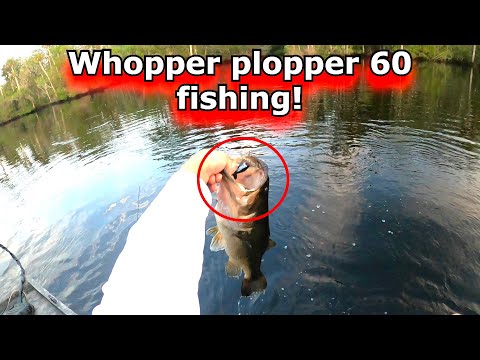 Whopper plopper 60 bass fishing! Top water bass fishing!