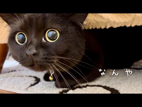 ソファーの下を覗くとまん丸な目で出てくる黒猫