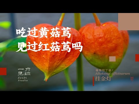 吃过黄菇茑，见过红菇茑吗？挂金灯#一日一植物