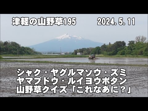 津軽の山野草195(ｼｬｸ、ﾔｸﾞﾙﾏｿｳ、ｽﾞﾐ、ﾔﾏﾌﾞﾄﾞｳ、ﾙｲﾖｳﾎﾞﾀﾝ、山野草ｸｲｽﾞ)