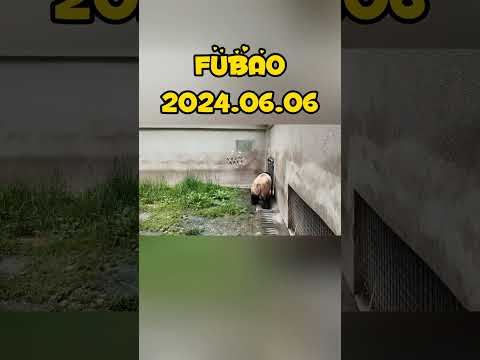 FUBAO，2024.0606 #panda #cute #fubao #animals #funny #pets #automobile #cutepanda #bear