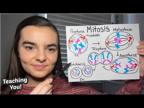 ASMR Teaching You Genetics | Mitosis, Meiosis, and Chromosome Abnormalities