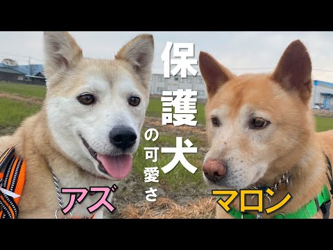 【保護犬の可愛いさ】お泊り未経験のアズがやってきた。安定のマロンと一緒に