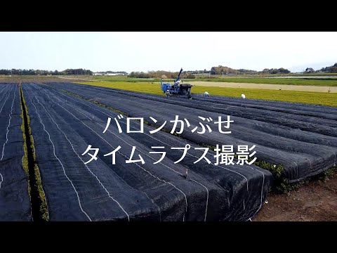 「バロンかぶせ作業」～タイムラプス（コマ送り）撮影📹