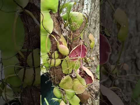 Mangrove climber