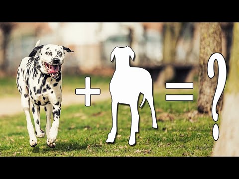 Top 07 Unreal Spotty Dalmatian Mixes Cross Breed Dogs | Dalmatian Mix Dogs