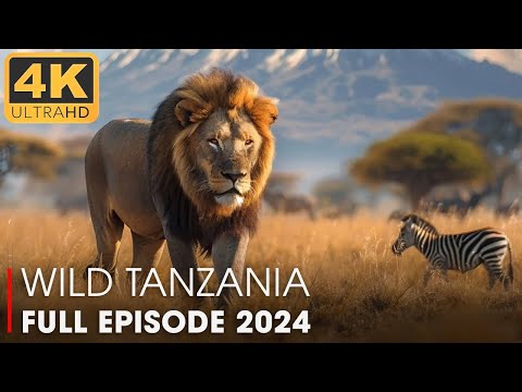 WILD TANZANIA | Lion Destroyed Whole Clan of Hyenas (FULL EPISODE) | Nature Animal Documentary