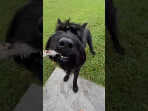 Giant Schnauzer playing tug of war