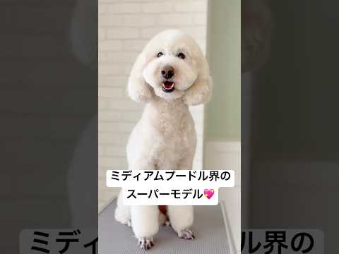 フワフワな毛質とつぶらな瞳がチャームポイントのミディアムプードル❤️#dog #dogshorts #shorts #doglover #petgrooming #poodle #foryou #犬