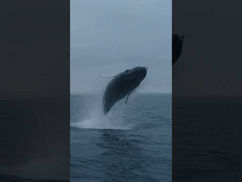 This breach is a perfect 10/10! #whale