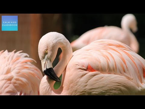 Quiet Music For Kids In The Classroom - Flamingos - Morning music for class, guitar & piano