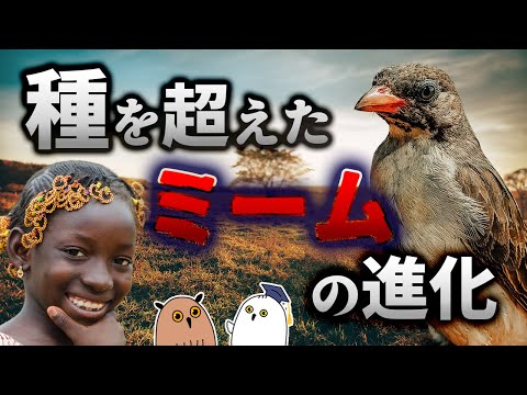 【ゆっくり解説】文化的な鳥：ミツオシエとヒトのミーム【 進化論 / 科学 / 生態 】