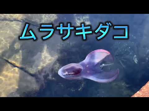 海で見つけたエイリアン！