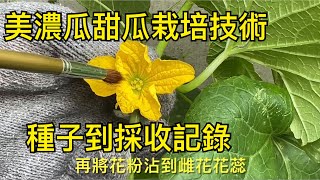 【休閒小菜園】美濃瓜甜瓜栽培技術，種子到採收記錄！