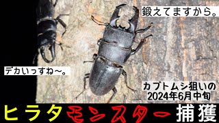 激太な怪物ヒラタを捕獲【昆虫採集2024年】