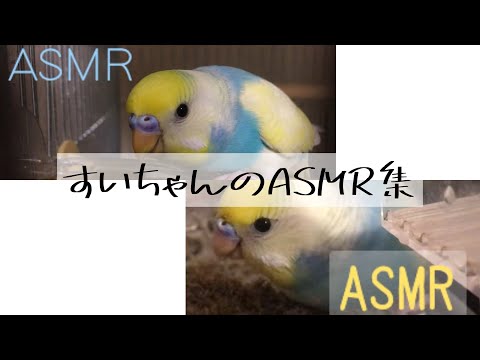 すいちゃんのASMR集  （イヤホン推奨ᖰ ᖳ）