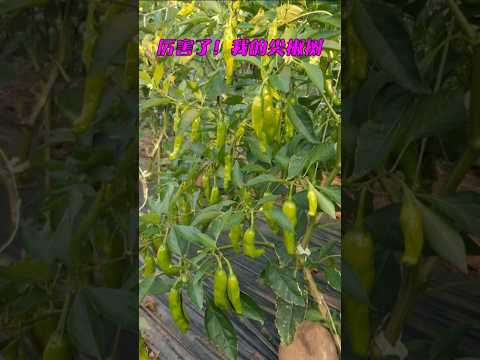 Amazed by shishito pepper tree in my Asian garden