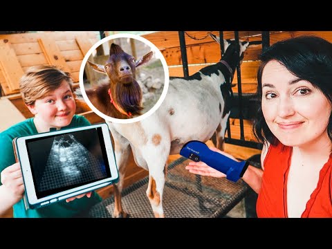 Did our BREEDING PLANS work?! (Hazel the goat's ultrasound)