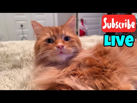 Lazy Sunday - Live Stream