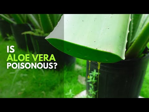 Is Aloe vera Latex Poisonous?