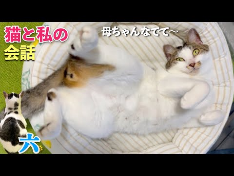 [猫と私が親子のように会話をする日常] 今週は私にハプニングが起きて、愛猫は寂しい思いをしました「ごめんね六」| [生まれ変わりの猫] 六 (Roku)