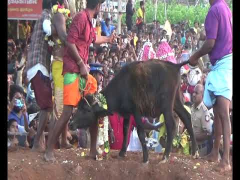 வினோத வழிபாடு | பத்ரகாளியம்மன் கோவில் | எருமை கிடா வெட்டும் நிகழ்ச்சி