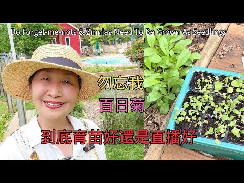 【園藝】勿忘我和百日菊到底直播好還是育苗好｜Do Forget - Me - Nots And Zinnias Need To Be Grown As Seedlings