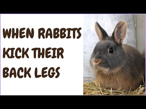 When Rabbits Kick Their Back Legs