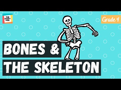 BONES AND THE SKELETON | SCIENCE | GRADE 4 | The Study Pod